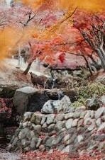 在线视频播放免费麻豆-唤醒自由视野，一窥在线视频播放与免费麻豆的奇趣共生